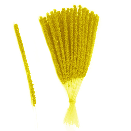 Ilgi geltoni kuokeliai